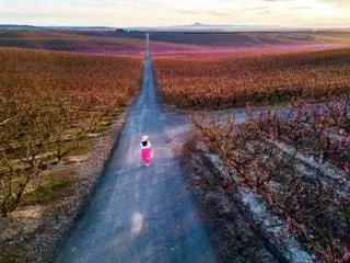 Айтона большой фруктовый сад