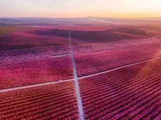 Кампания «Айтона батега в розовом» 2021 года