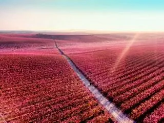 Айтона в розовом