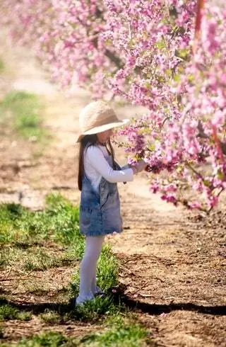 От оливковых деревьев до сладких фруктов