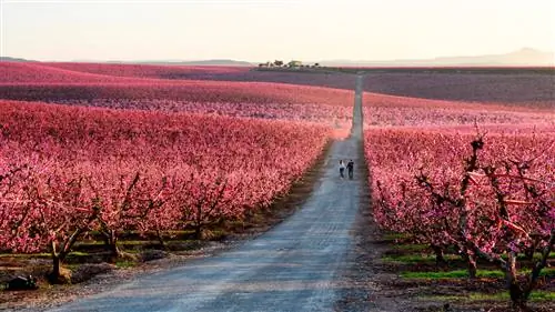 Айтона в цвету: в этом году цветут персиковые деревья