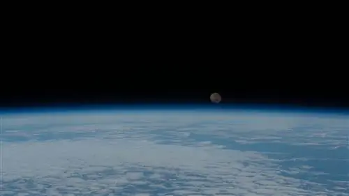 Морской мопс Койоакан