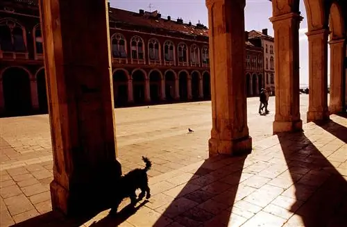 Сплит идеально подходит для прогулок с собакой