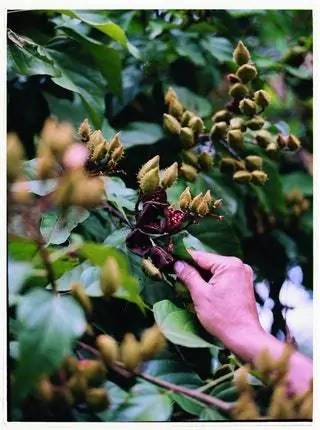 Семена, придающие цвет