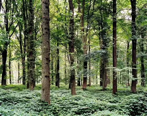 Томоко Йонеда фотограф памяти