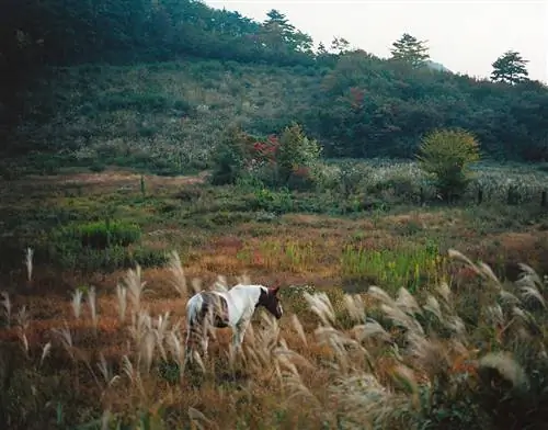 Томоко Йонеда фотограф памяти