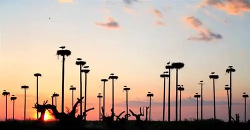 Разлучен с Касересом