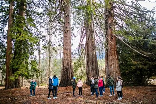 Частный визит в секвойи Huscar