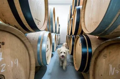 Perra Tía in Encima Wines Винодельня El Bierzo León