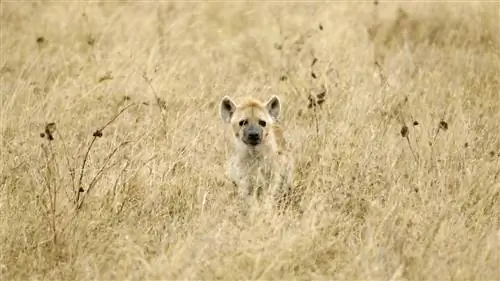 Рай для животных, спрятанный в кратере африканского вулкана