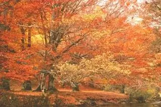 Буковые леса Монтехо