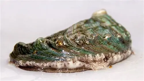 Морское ушко, самый эксклюзивный и дорогой моллюск в мире, выращивается в устье реки Мурос-и-Нойя