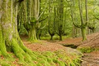 Лес Отзаррета