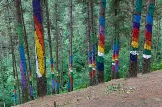 Нарисованный лес Омы Ибарролы