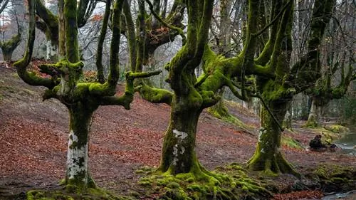 Зачарованные леса Испании: территории мифов и легенд