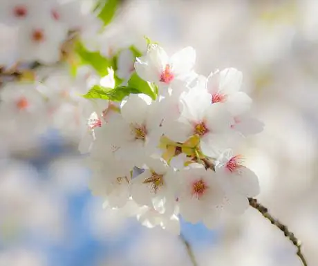 Вишня в цвету