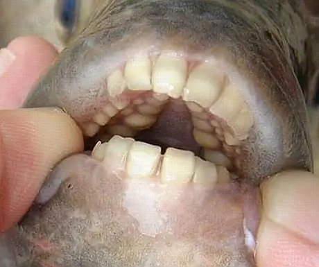 Рыбы, питающиеся яичками, в европейских водах: предупреждение: не снимайте плавки