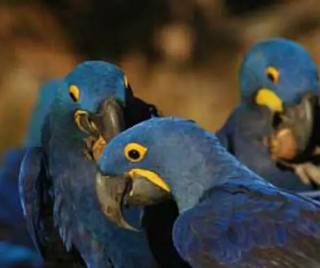 Гиацинтовые ара