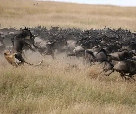 Равнины Мары