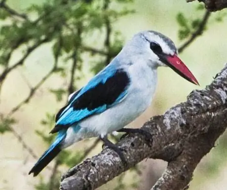 Кэмп Оливерс, Тарангире