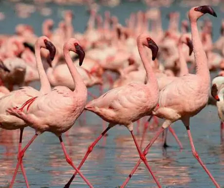 Лолдия Хаус, Кения