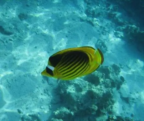 4-Красное море