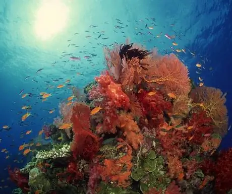 Кораллы на скале Ришелье, Таиланд