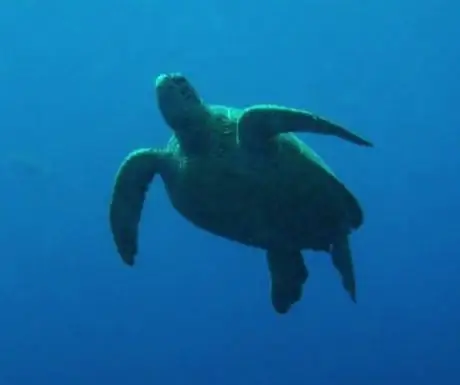 10 самых экзотических мест для дайвинга в мире