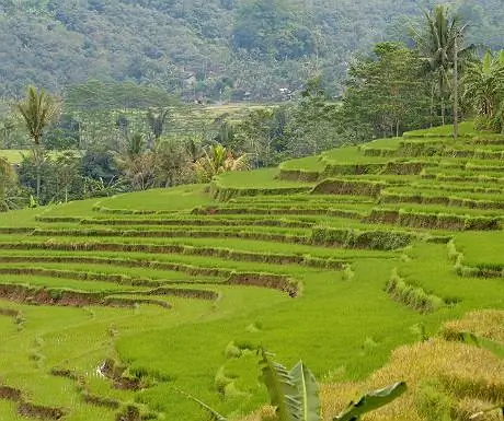 рисовые поля