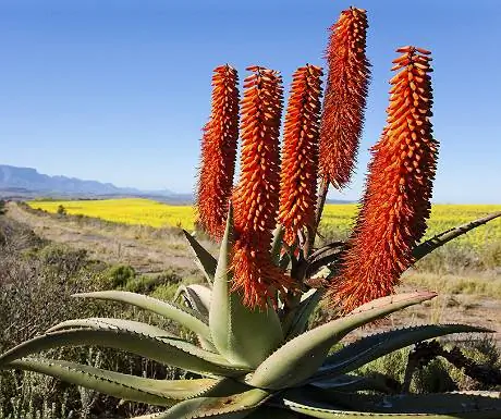 Садовый маршрут