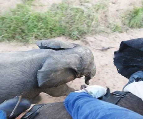 Сафари на слонах