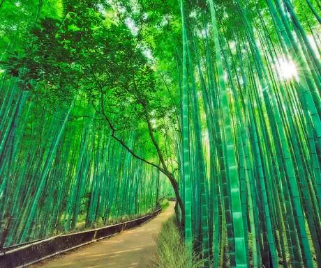 Бамбуковый лес