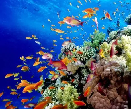 Большой Барьерный риф