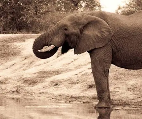 Читва Читва слон