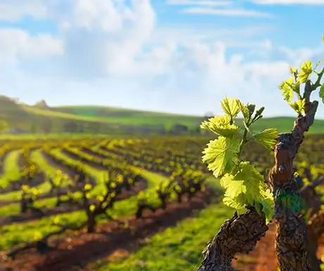 Долина Баросса