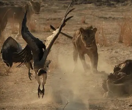 5 веских причин посетить Замбию