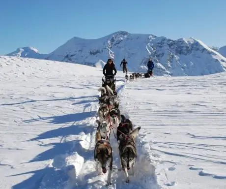 Хаски катание на санках