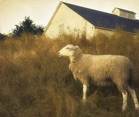 Любимый местный артист