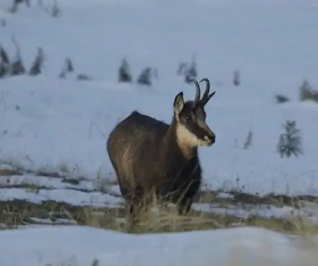 Дикая природа