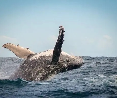 Найсна - Океанская Одиссея