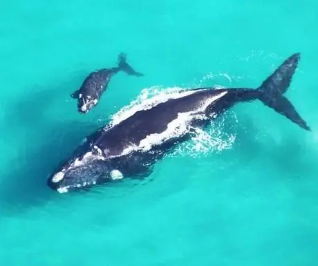 Природный заповедник Де Хооп - Африканские крылья