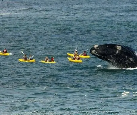 Топ-3 мест для наблюдения за китами в Южной Африке