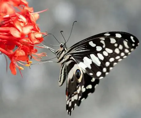 Сан-Томе-Принсипи