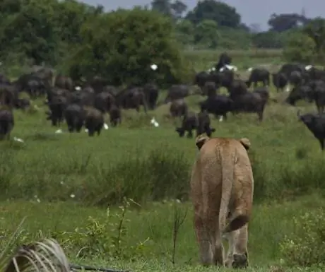Охота на львов на равнине Дуба