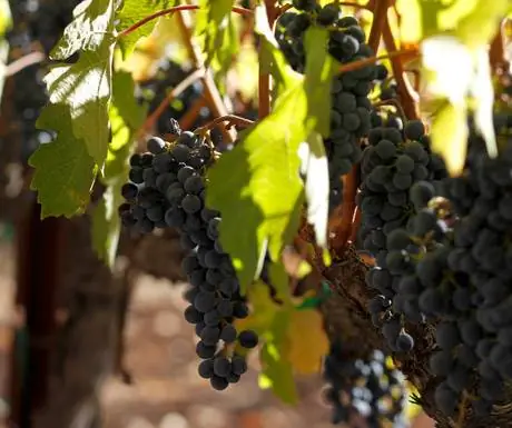 Вино в долине Напа