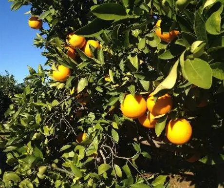 Валенсийские апельсины