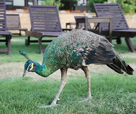 Кратковременное пребывание: Отель JA Palm Tree Court, Дубай