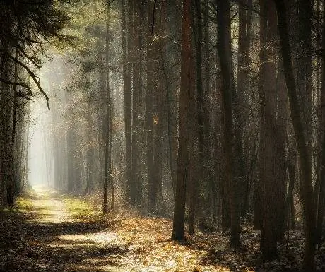 Дремучий лес