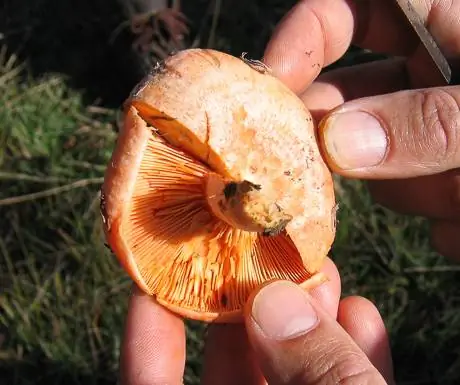 Сбор грибов