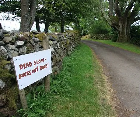 Утки на дороге